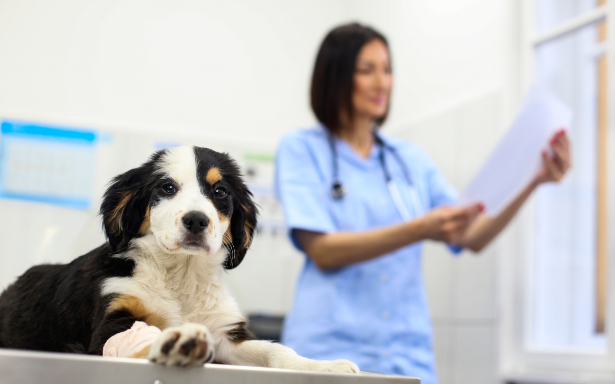 veterinary